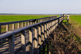 0294 Paynes Prairie I75 S GACTPO 26 Laura Evans
